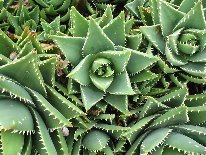 Ágave jardín altas temperaturas