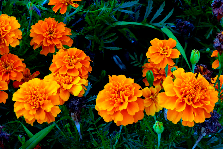 Tagetes